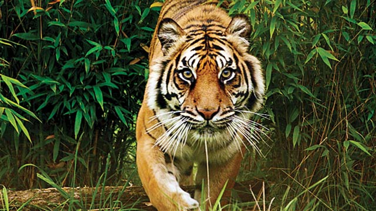 3.44 Lakh Trees To Be Cut Down in Jharkhand’s Palamau Tiger Reserve