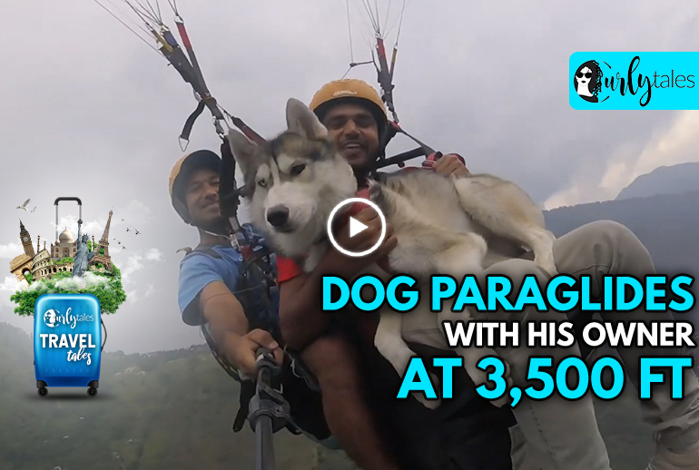 Travel Tales Ep 7: Rohan Tyagi Paraglides With His Dog, Nawab In Himachal Pradesh At 3,500 Feet