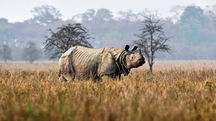 Assam Will Soon Have The Longest Fly Over In India At The Kaziranga National Park
