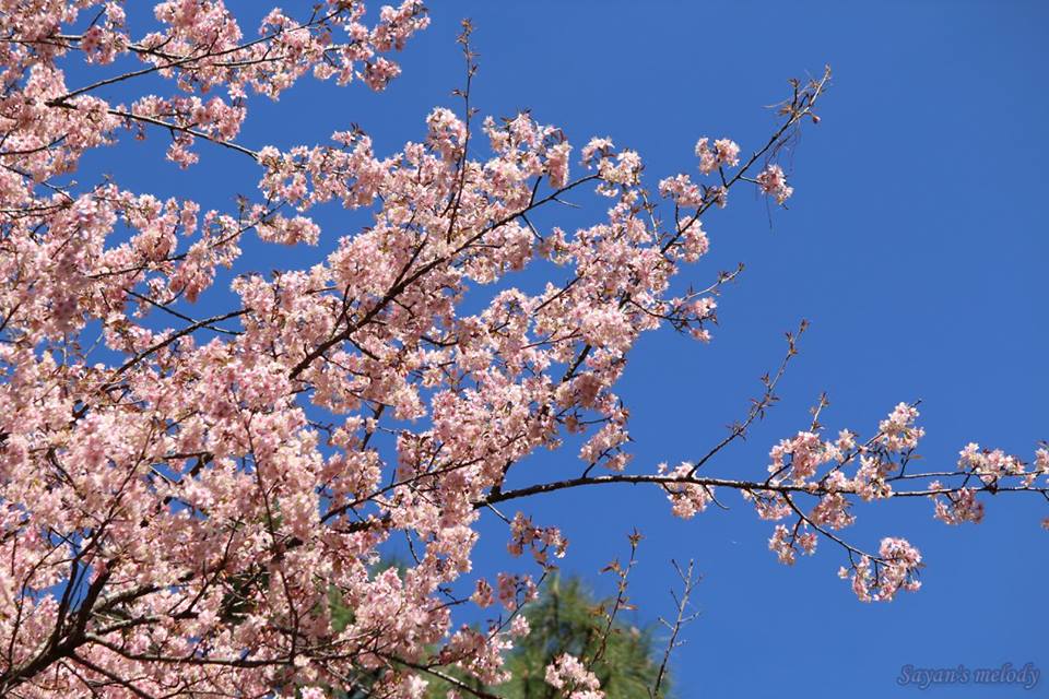Shillong Cherry Blossom Festival