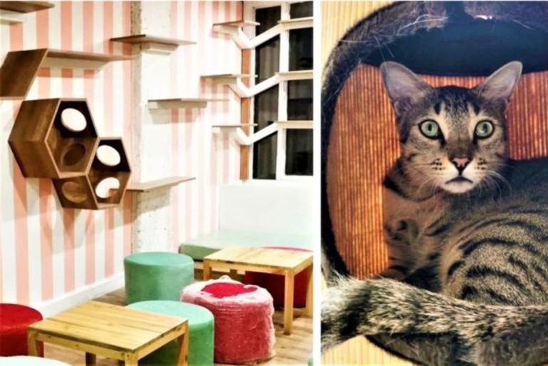 For The First Time Ever Delhi’s Cat People Can Cuddle With Purrfect Paws At New Café