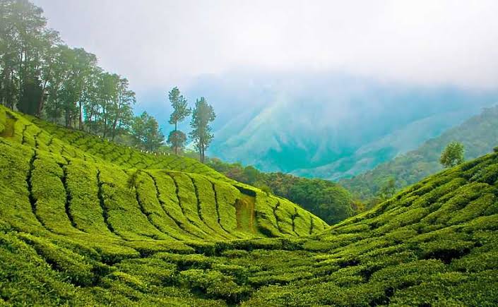 most romantic hill stations in india, munnar