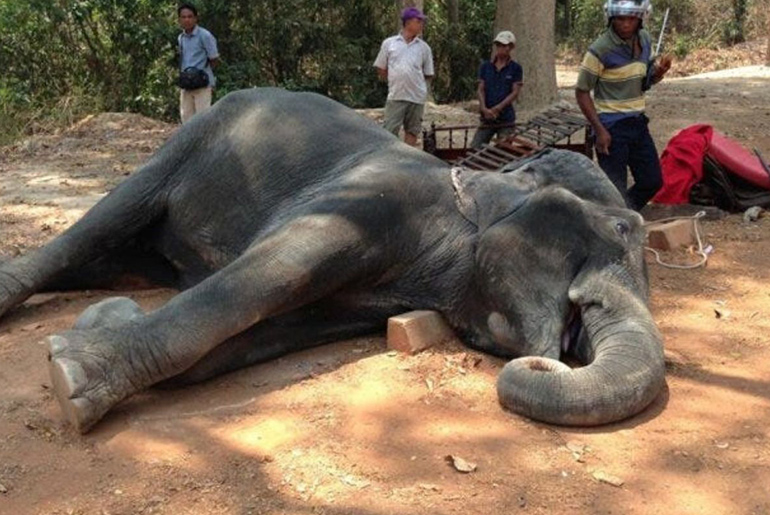 elephant dies of exhaustion