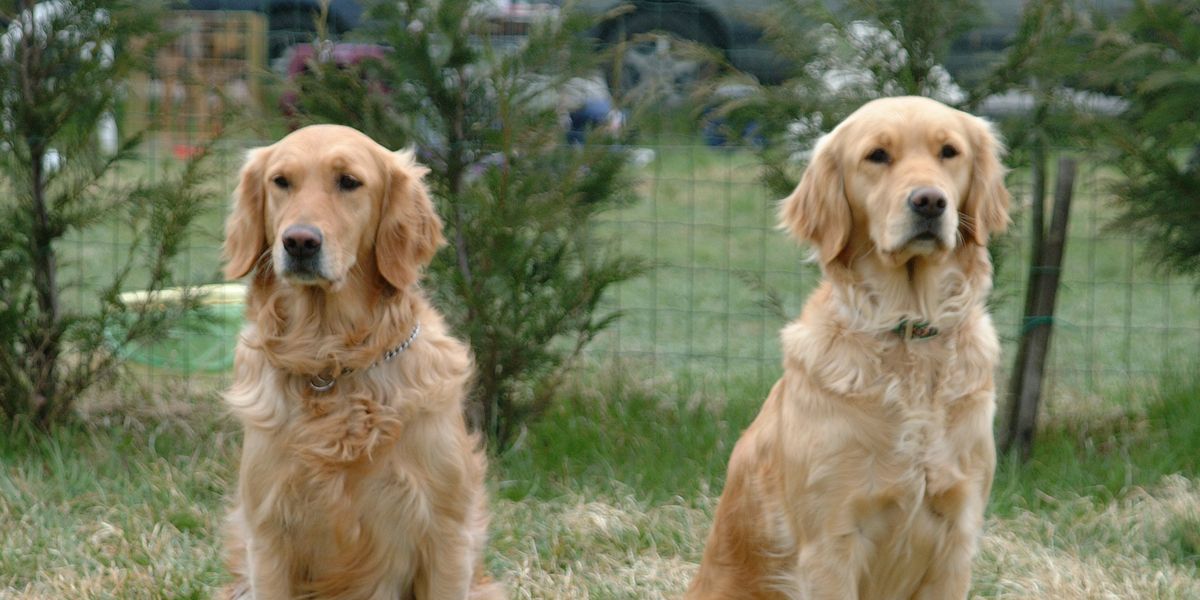 Get Paid ₹29,44,989 To Look After 2 Golden Retrievers & 6 Storey Townhouse In London