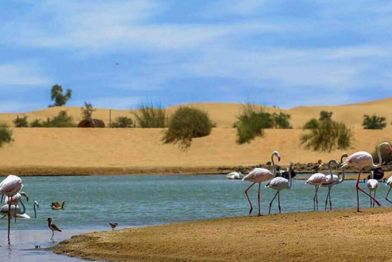 5 Reasons Why Al Qudra Is A Great Picnic Spot This Winter
