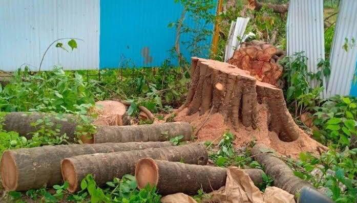 Over 60% Trees Transplanted By Mumbai Metro From Aarey Forest Are Dead