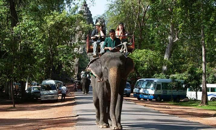 Elephant Rides To Be Banned At Angkor Temple Park In Cambodia