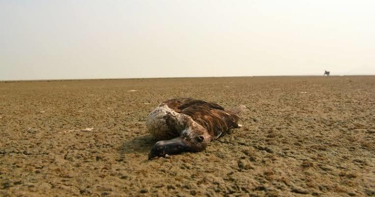 Around 17,000 Migratory Birds Have Died So Far At Rajasthan’s Sambhar Lake