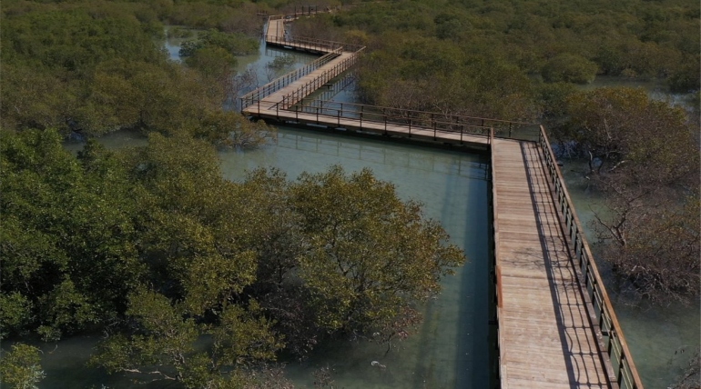 Mangrove boardwalk abu dhabi