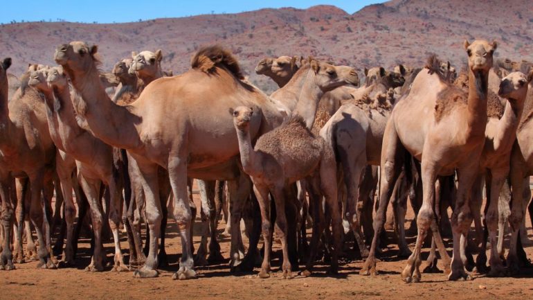 Australia Has Shot 5000 Camels From A Helicopter Because They Drink Too Much Water