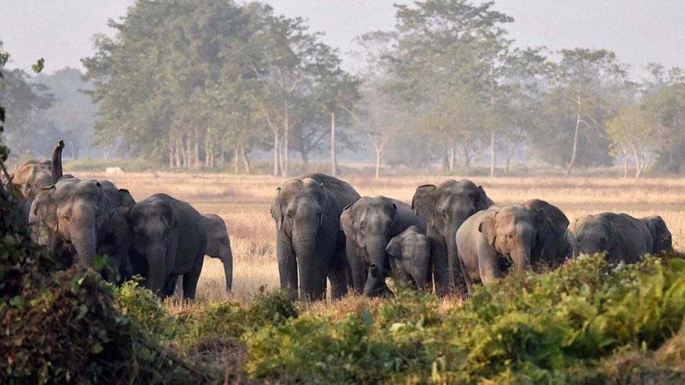 Jharkhand Saves Important Elephant Corridor By Putting Off Building An Airport