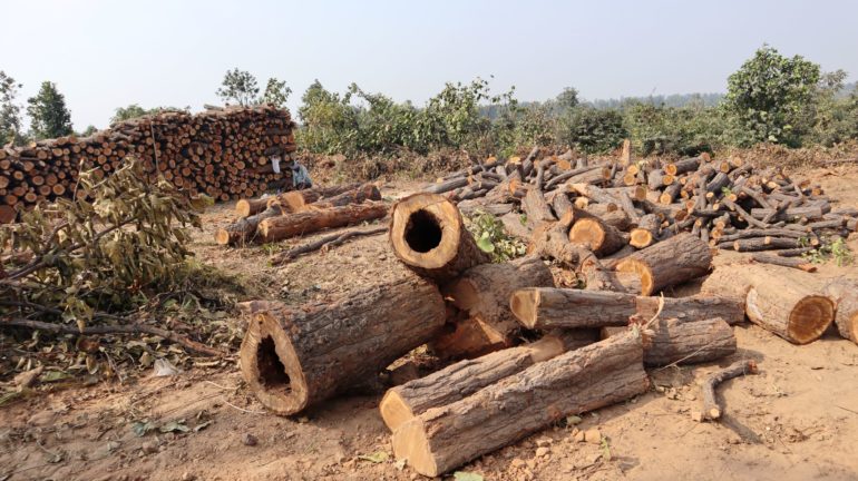 1 Lakh Trees To Be Chopped Down Near Odisha’s Talabira Village For Coal Mine Project