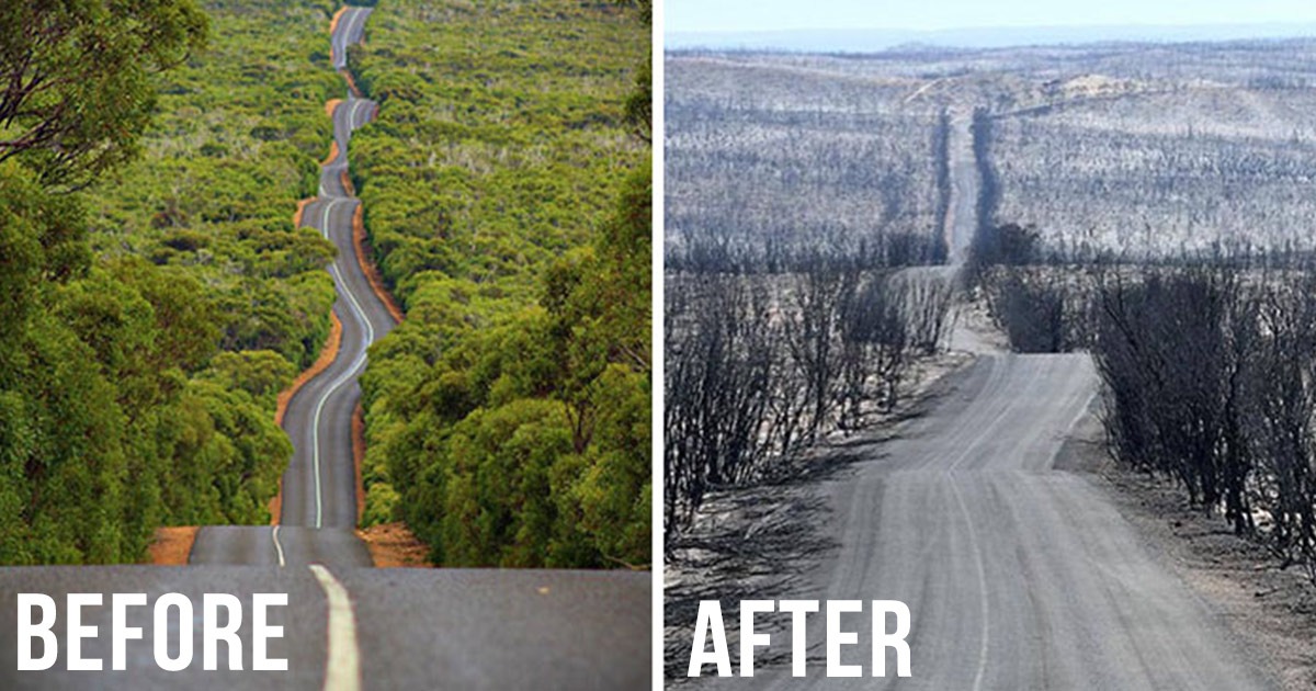 These Before And After Pictures Show The Tragic Impact Of Bush Fires In Australia