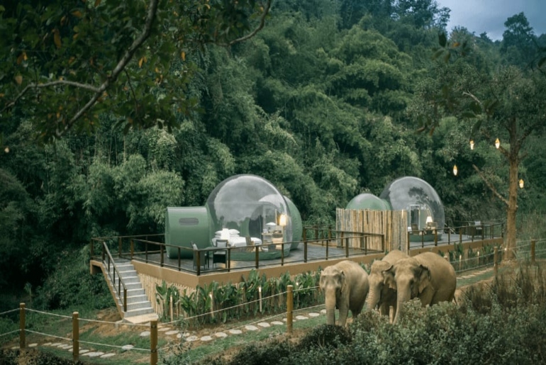 Camp In A See-Through Bubble Tent Surrounded By Elephants In Thailand