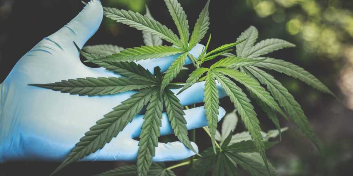 India’s First Medical Cannabis Clinic To Open In Bangalore In February 2020!