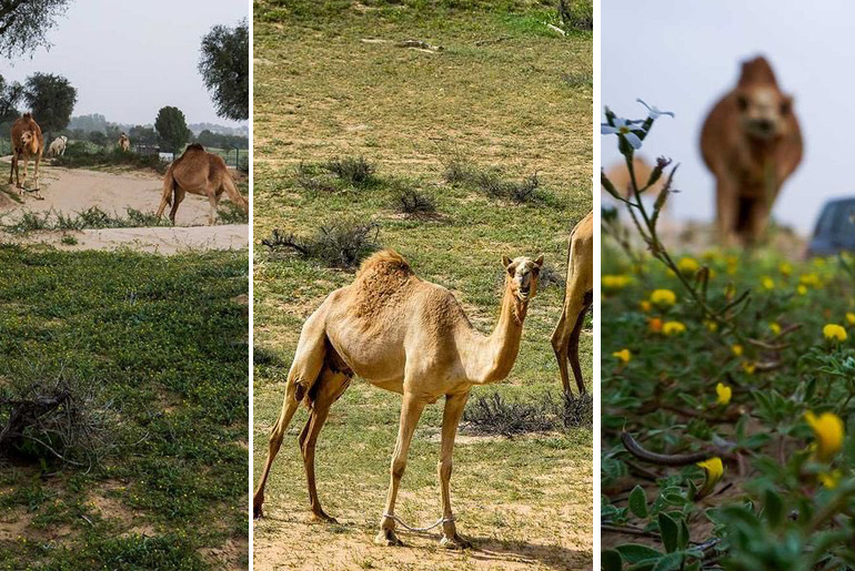 Pictures: Rains Transform UAE Desert Into Lush Green Patches