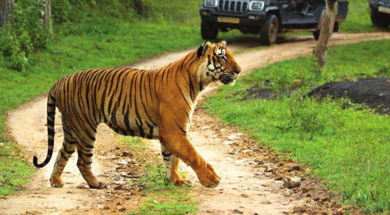Bandipur Tiger Reserve In Karnataka Wins Best National Park Award In India