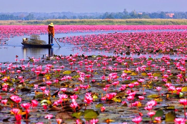 There Is A Pink Water Lilies Lake In Thailand That’s Absolutely Stunning