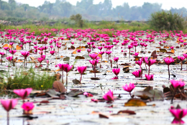 There Is A Pink Water Lilies Lake In Thailand Thats Absolutely Stunning