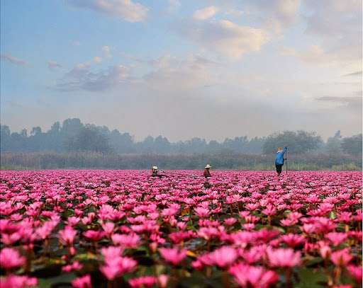 There Is A Pink Water Lilies Lake In Thailand That S Absolutely Stunning