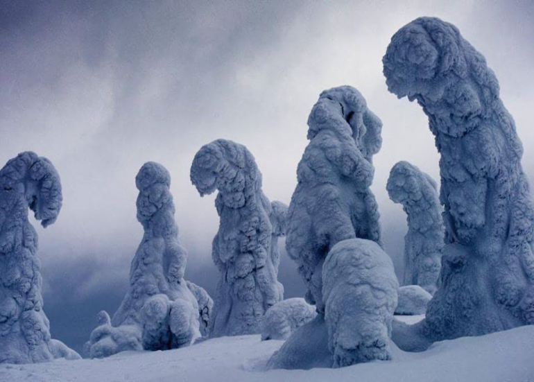 Finland Has Trees That Actually Freeze Due To The Cold Weather