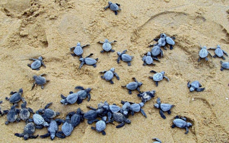 Amidst Lockdown, Odisha Welcomes 8-Lakh Olive Ridley Turtles On Its Coasts