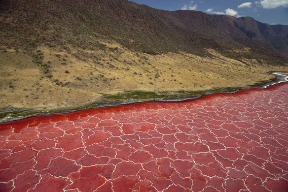 Lake Natron In Tanzania Is A Deadly Alkaline Lake That Also Gives Life To Flamingoes