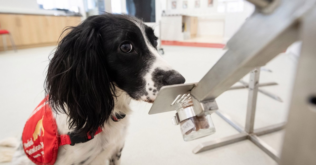 Soon, Sniffer Dogs Could Be Trained To Detect Coronavirus!