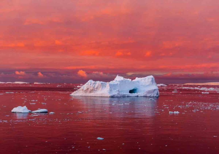 The Snow In Antarctica Has Turned From Pure White To A Bloody Red