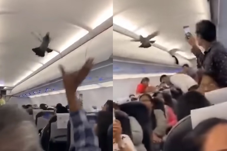Pigeon Spotted Inside Ahmedabad-Jaipur GoAir Flight