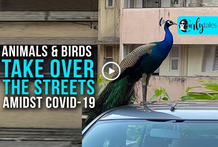 Some Interesting Animals Are Taking Over The Streets Of Popular Cities During Lockdown