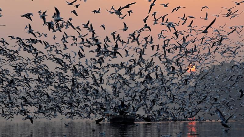 India’s Bird Population Has Declined Catastrophically By A Whopping 79%