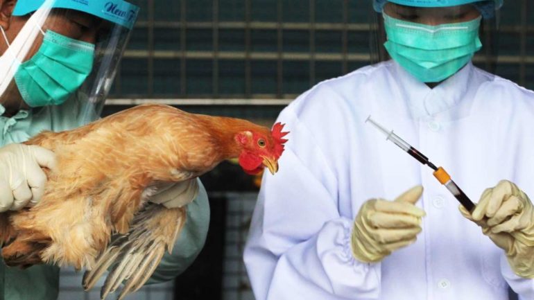Karnataka Reports Bird Flu Outbreak In Mysuru