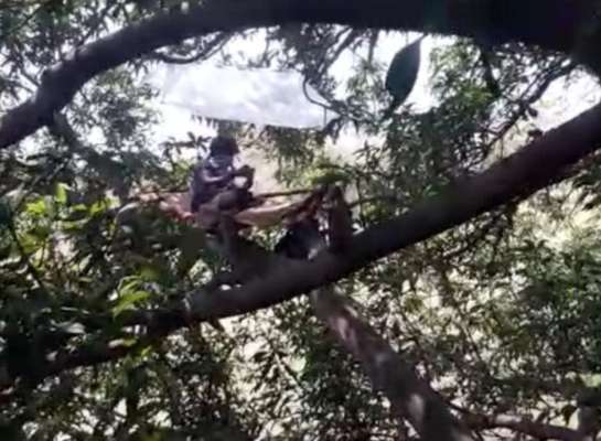 youths quarantined on mango tree 