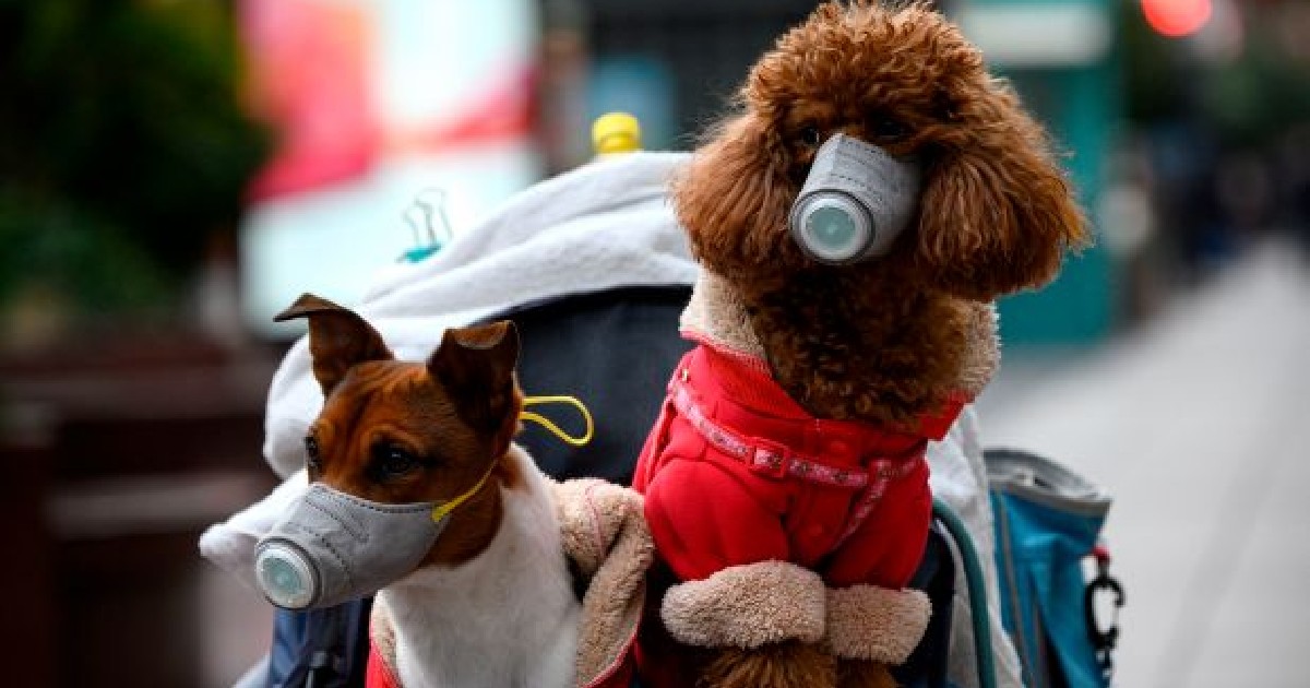 Pets Are Not At Risk Of Getting Sick From Coronavirus: Reveals WHO