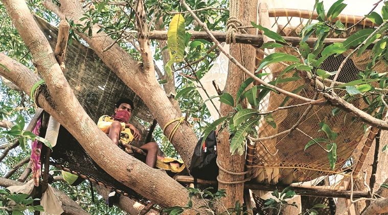 youths quarantined on mango tree 