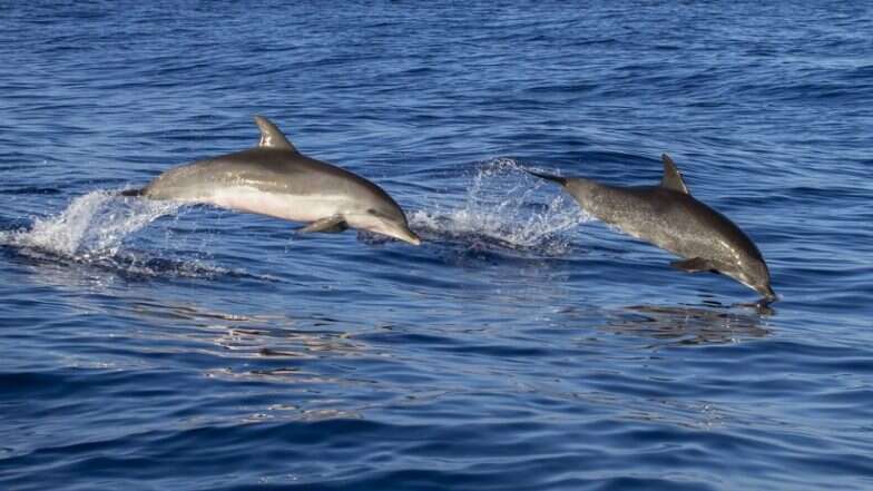 Schools Of Dolphins Return Near Marine Drive Thanks To Drop In ...