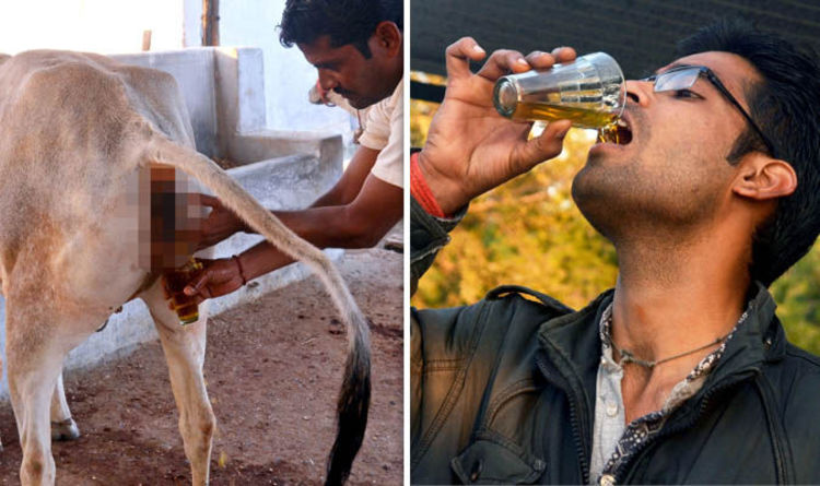 ISKCON Mumbai Reportedly Put Cow Urine On Visitors’ Hands To Fight Coronavirus