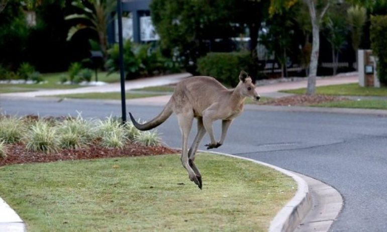 Kangaroo Hops Through Empty Adelaide Streets Amid COVID-19 Lockdown