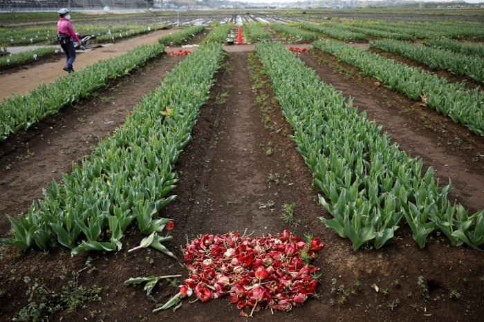 800000 Tulips Cut Down In Japan