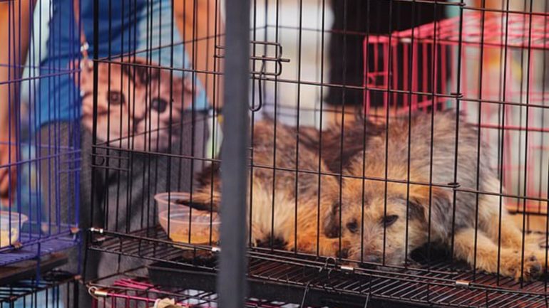 Shenzhen Becomes First Chinese City To Ban Cat & Dog Meat