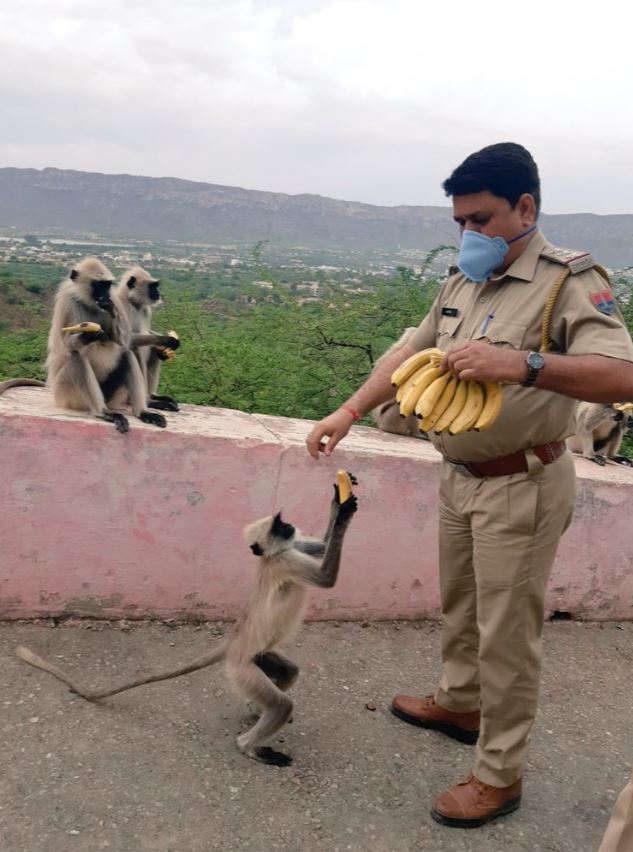 Jaipur 15000 chapatis strays 