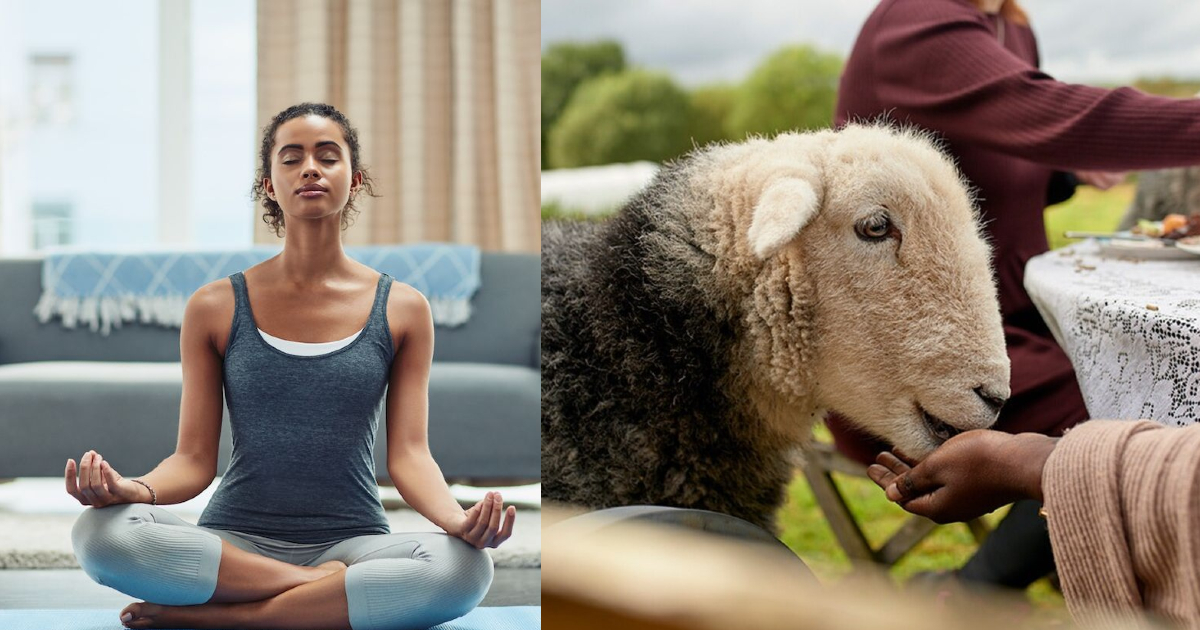 Now You Can Take A Virtual Meditation Class With A Sheep, Literally!