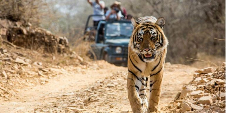 India’s First Isolation Facility For Animals Has Been Set Up In Uttarakhand’s Corbett National Park