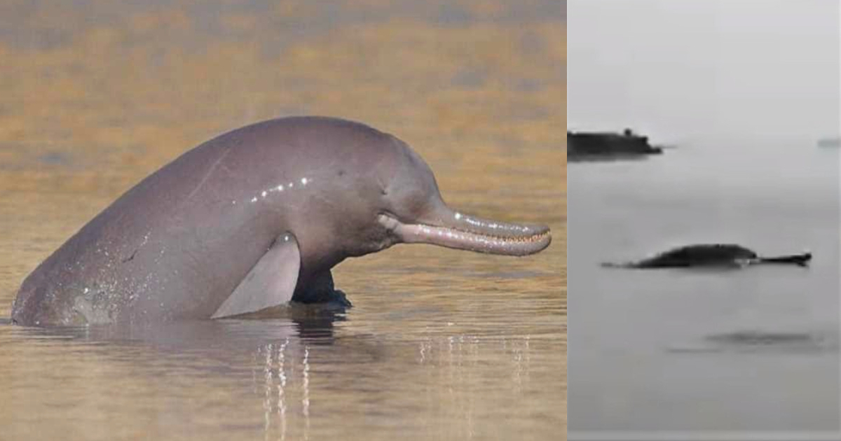 Endangered Dolphin Species Spotted In Meerut Waters