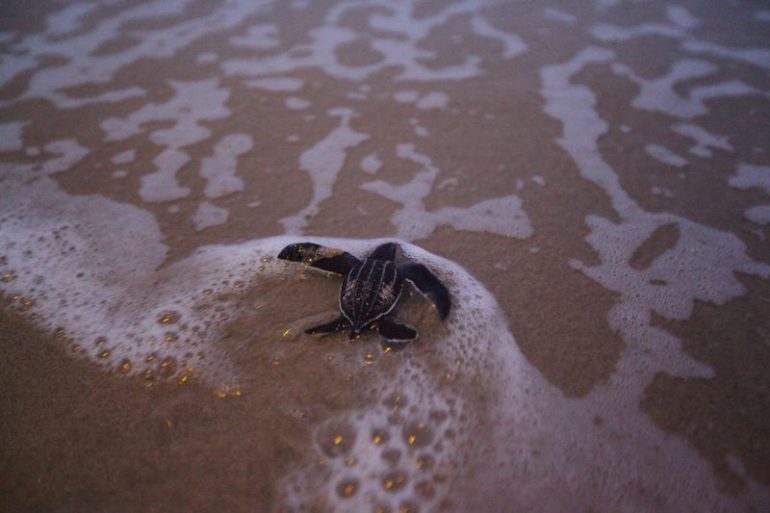 Large Number Of Rare Leatherback Sea Turtle Nests Have Been Spotted At Thailand’s Deserted Beaches