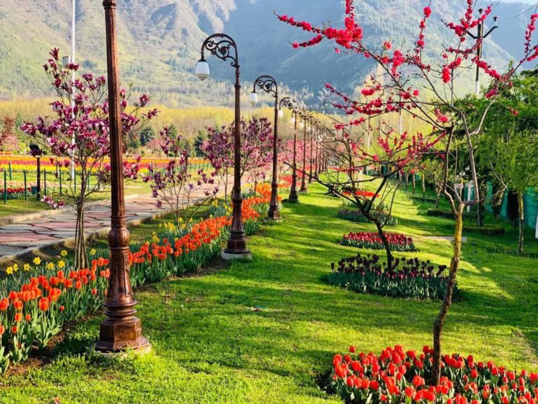 Asia S Largest Tulip Garden In Kashmir Is In Full Bloom And The Pictures Are Mesmerizing Curly Tales