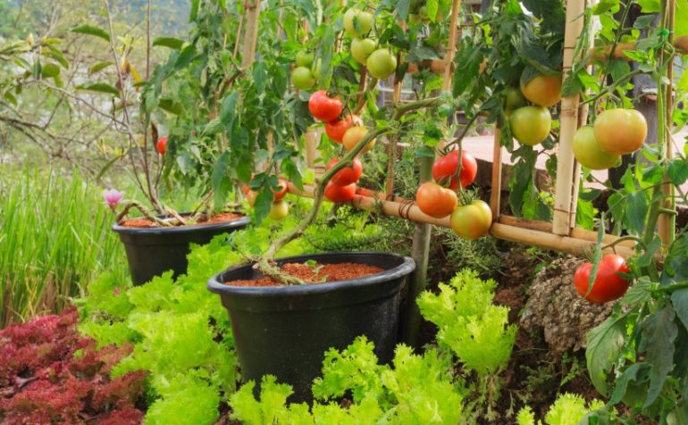 Srinagar Residents To Soon Grow Their Own Food As Kitchen Gardens Become Mandatory