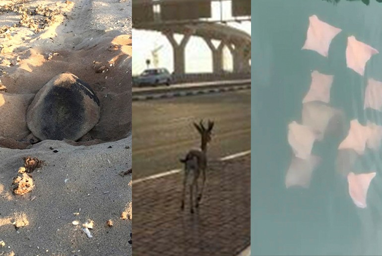 Some Interesting Animals Are Taking Over The Streets Of UAE During Lockdown
