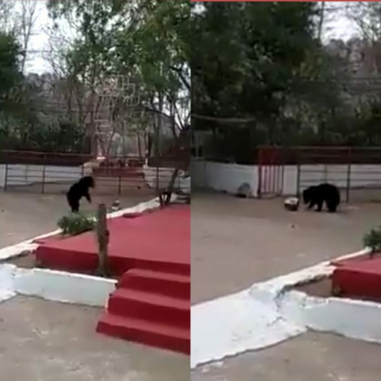 Angry Sloth Bears Spotted Looking For Food In Temple’s Dustbin In Chhattisgarh